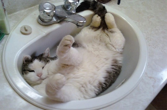 Надо ли мыть кота?