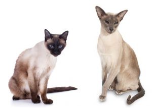 Сиамо-ориентальные породы кошек