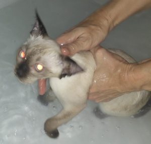 с кого возраста можно мыть котят