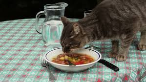 Кот ест суп