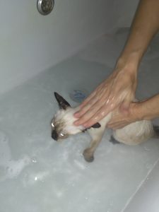 Голову котенку моют рукой