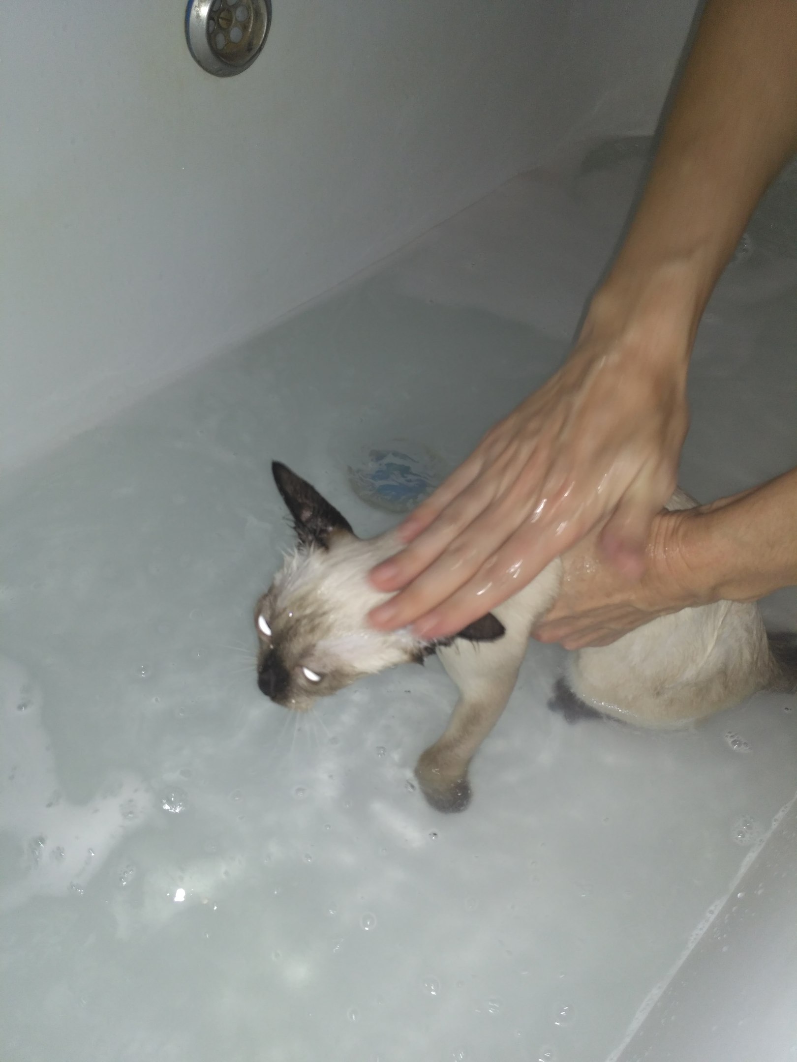 Через сколько можно мыть котов. Мытье кошки. Кота моют. Помытый котенок. Тайские кошки купаются.