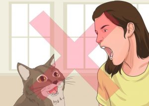 Не кричите на котенка
