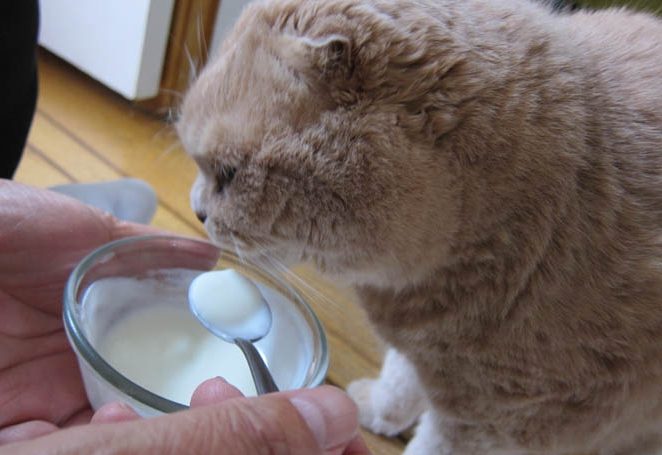 Чем кормить шотландского вислоухого котенка