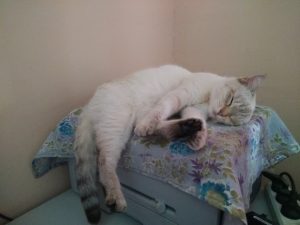 Как приучить котенка спать ночью, а не играть
