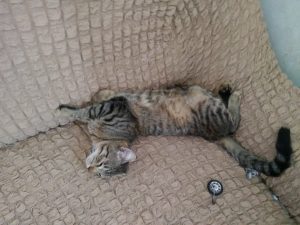 Как приучить котенка спать ночью, а не играть